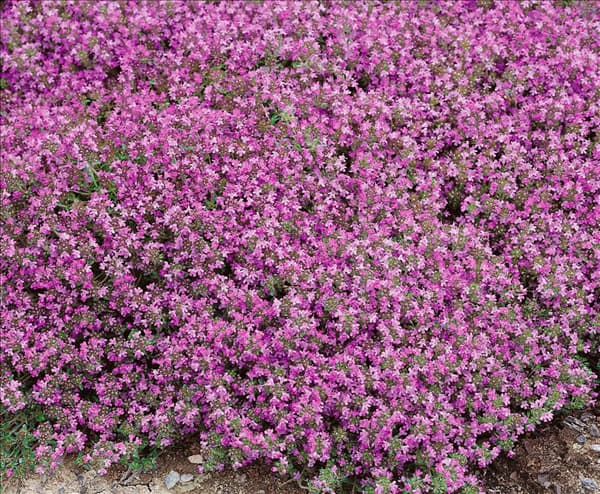 Thymus serpyllum Coccineus