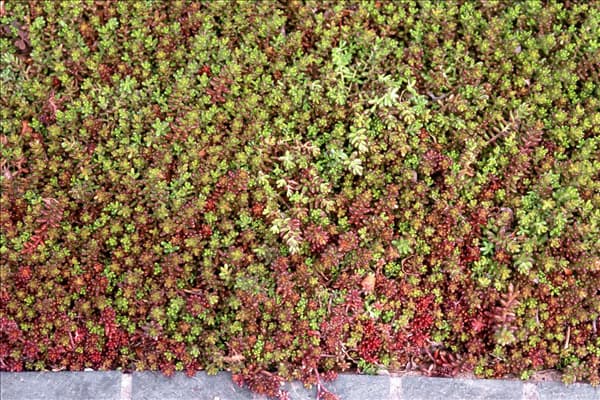 Sedum album Coral Carpet
