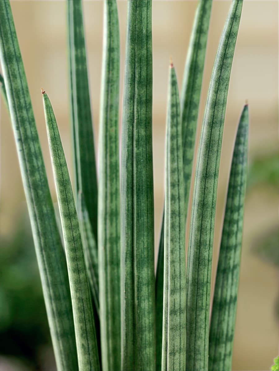 Sansevieria cylindrica Spaghetti