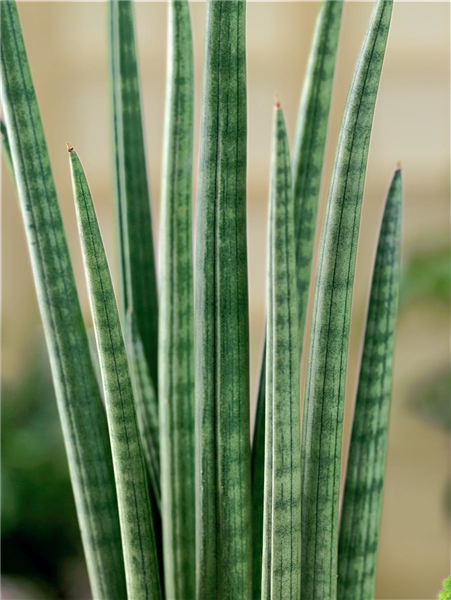 Sansevieria 'Spikes'