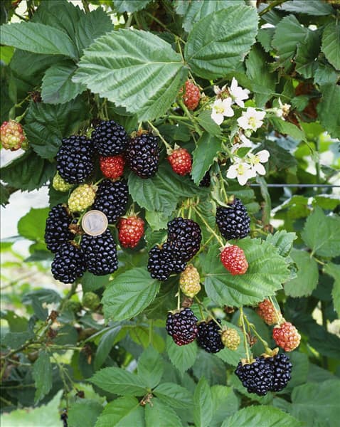 Rubus fruticosus Navaho