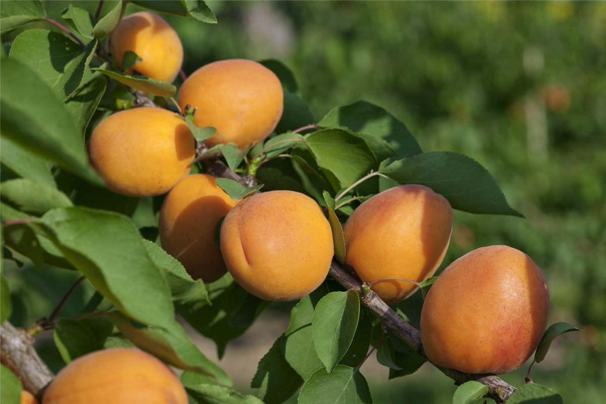 Prunus armeniaca Goldrich ®