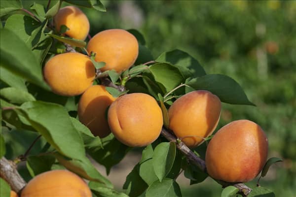 Prunus armeniaca Goldrich ®