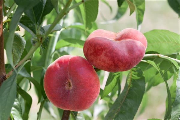 Prunus persica var. persica Ufo 3