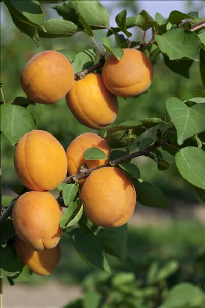 Prunus armeniaca Goldrich ®