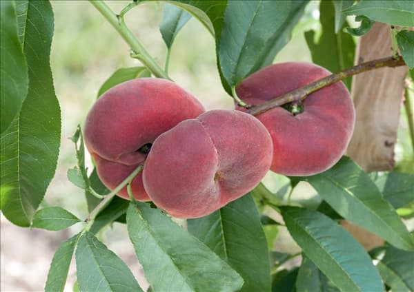 Prunus persica var. persica Ufo 4