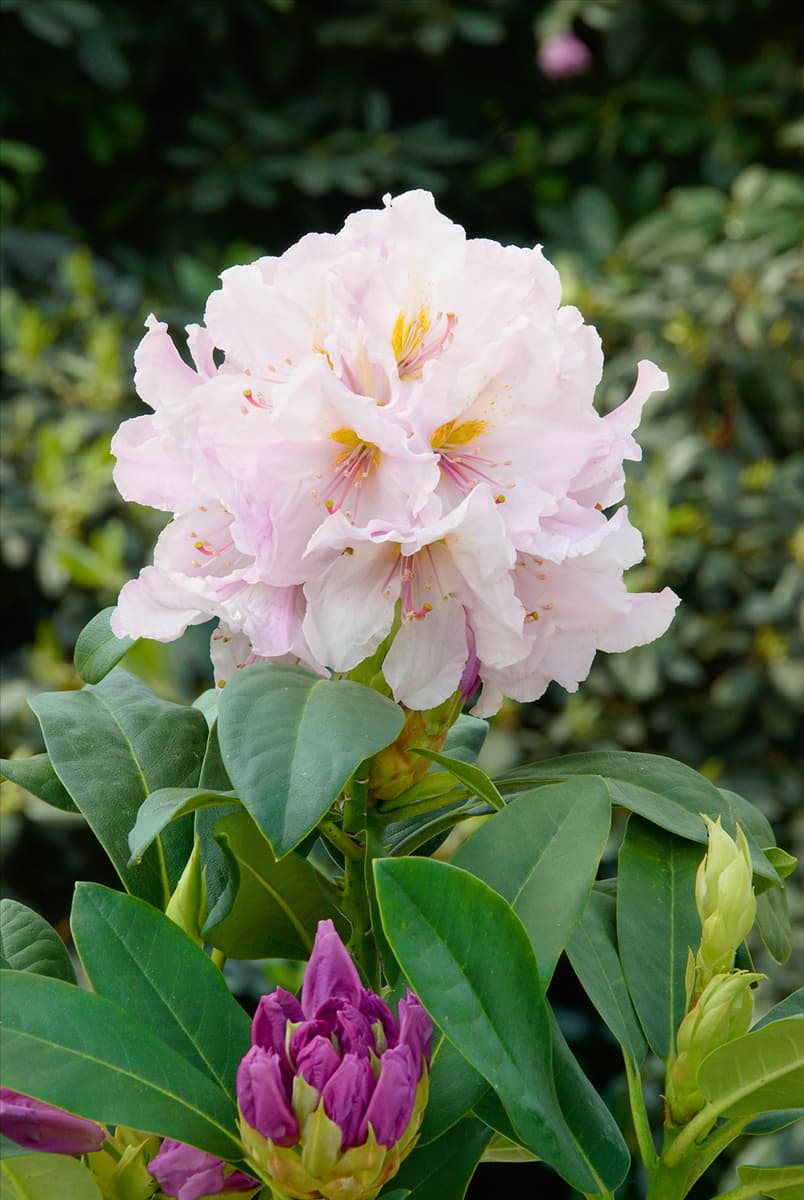 Rhododendron Hybride Eskimo