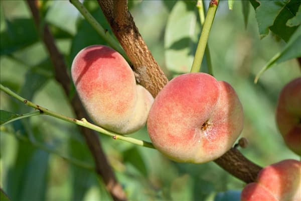 Prunus persica var. persica Saturn