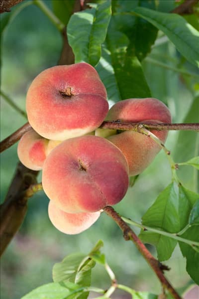 Prunus persica var. persica Saturn
