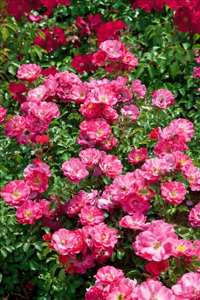 Rosa Blühwunder 08 ®