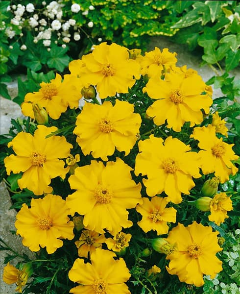 Tagetes patula Silvia