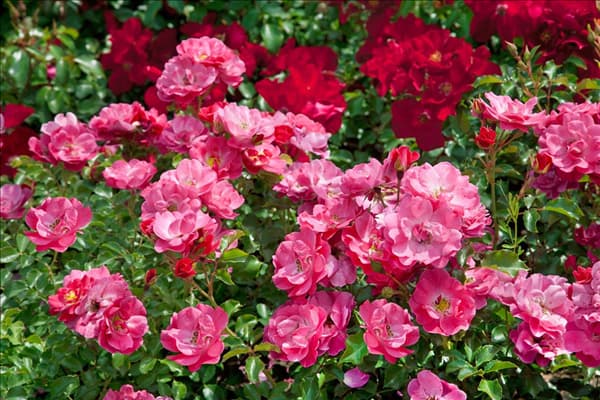 Rosa Blühwunder 08 ®
