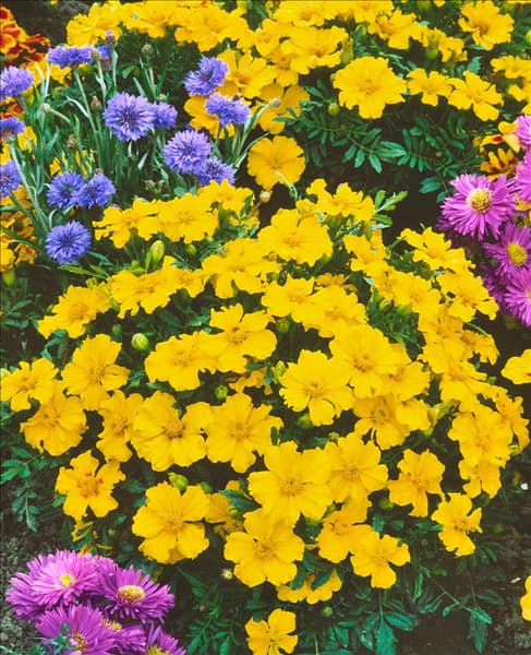 Tagetes patula Silvia