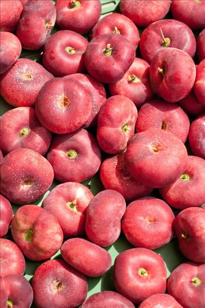 Prunus persica var. nucipersica Sandwich in Steige