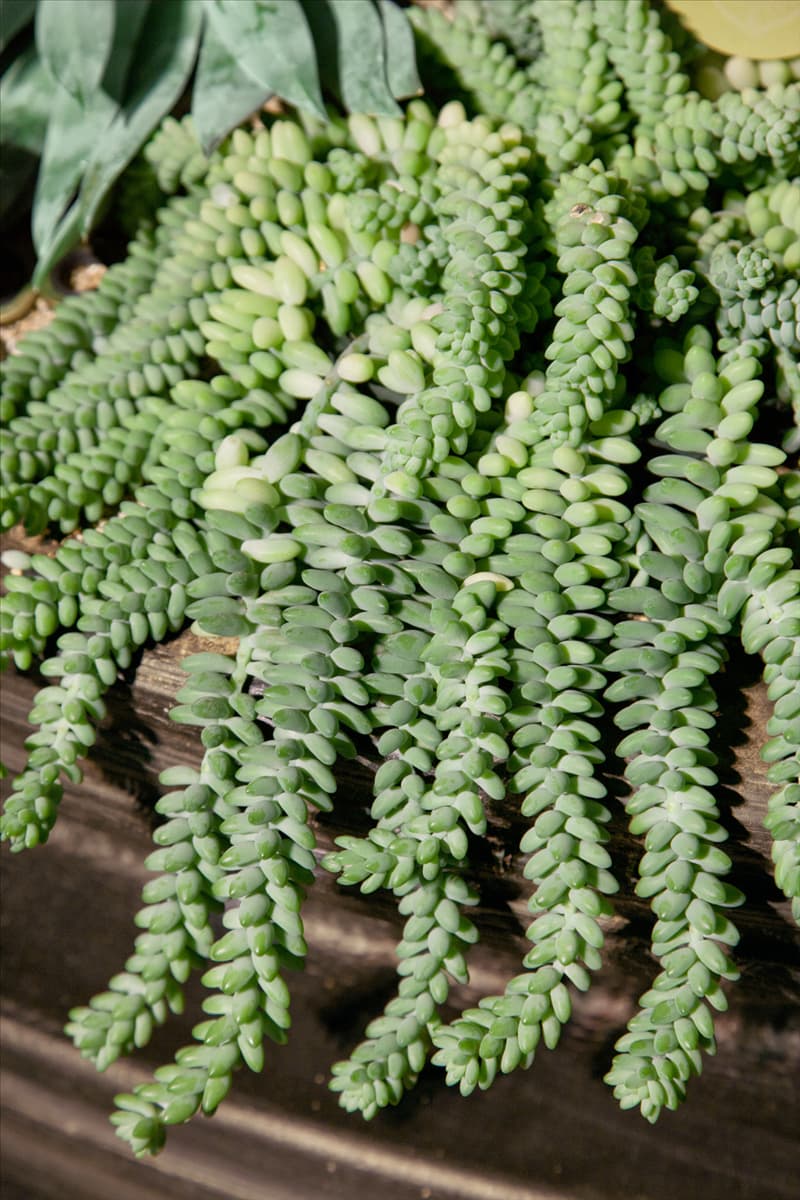 Sedum Burrito