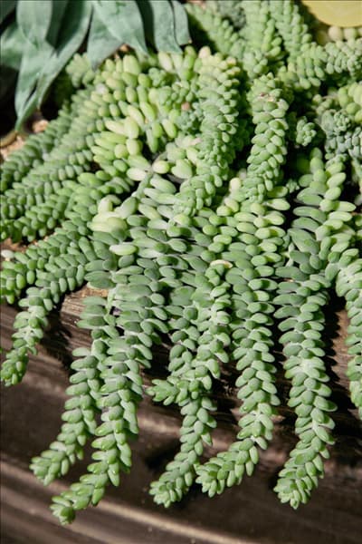 Sedum Burrito