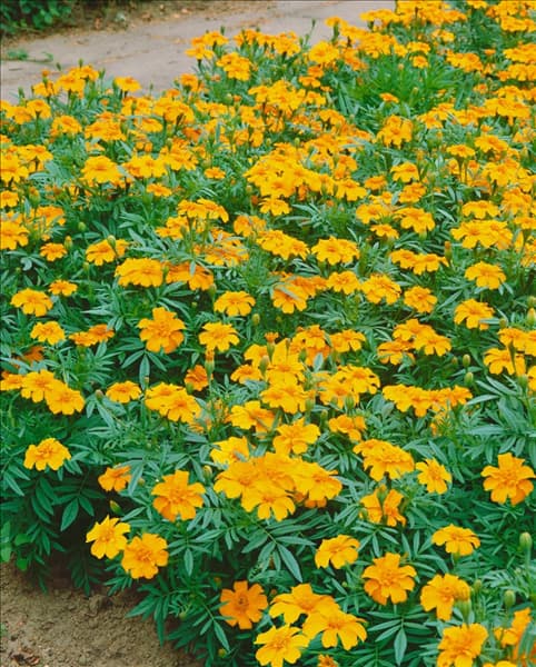 Tagetes patula Josephine F1