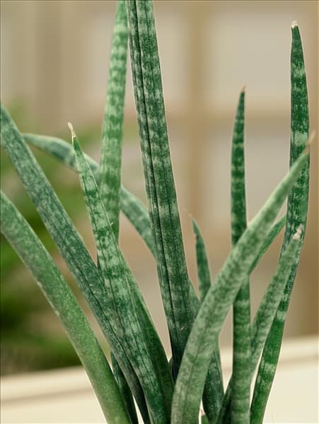 Sansevieria cylindrica Spikey
