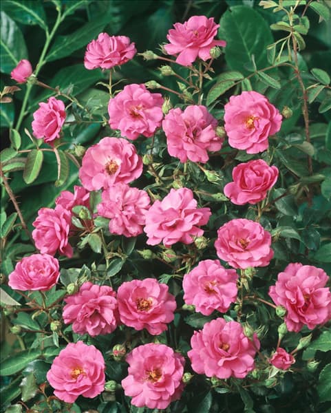 Rosa Mirato