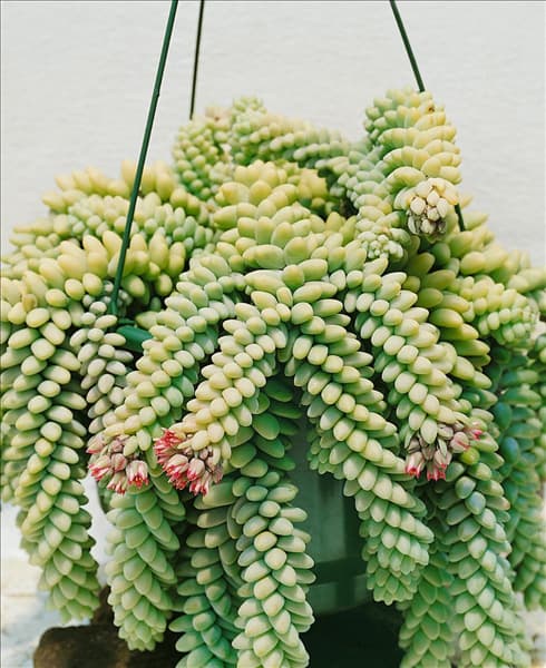 Sedum burrito