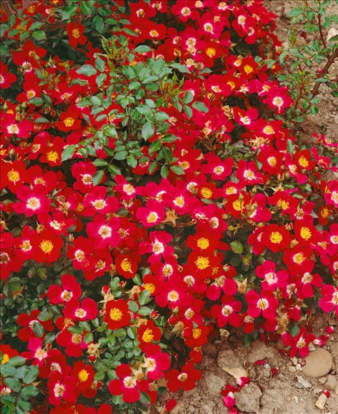 Bodendeckerrose rot