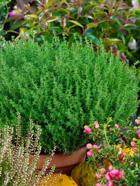 Thymus vulgaris