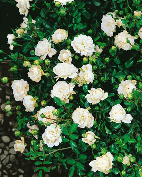 Bodendeckerrose Type Wilvory Ivory Carpet
