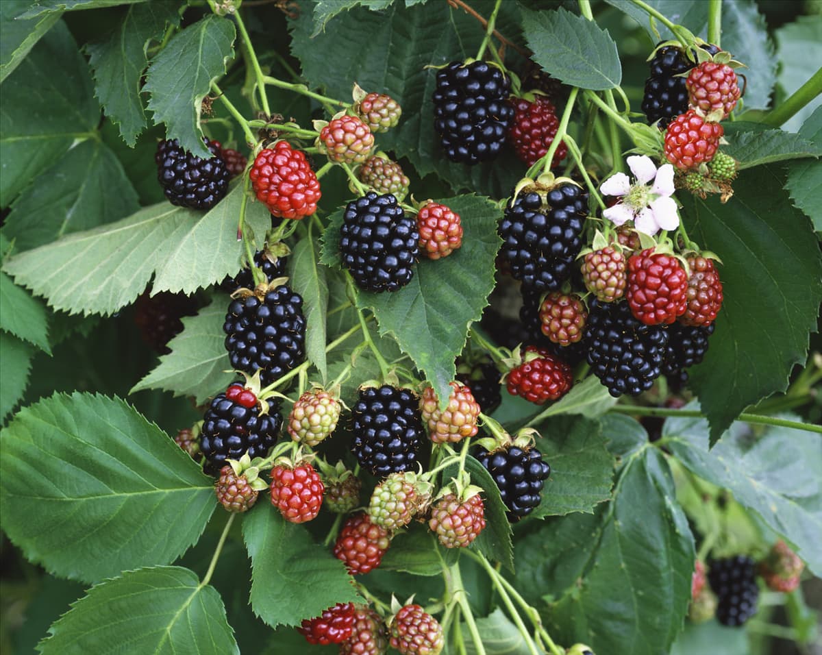 Rubus fruticosus Hull