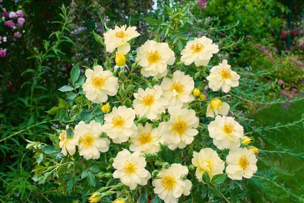 Ground Cover Rose Limessonne®