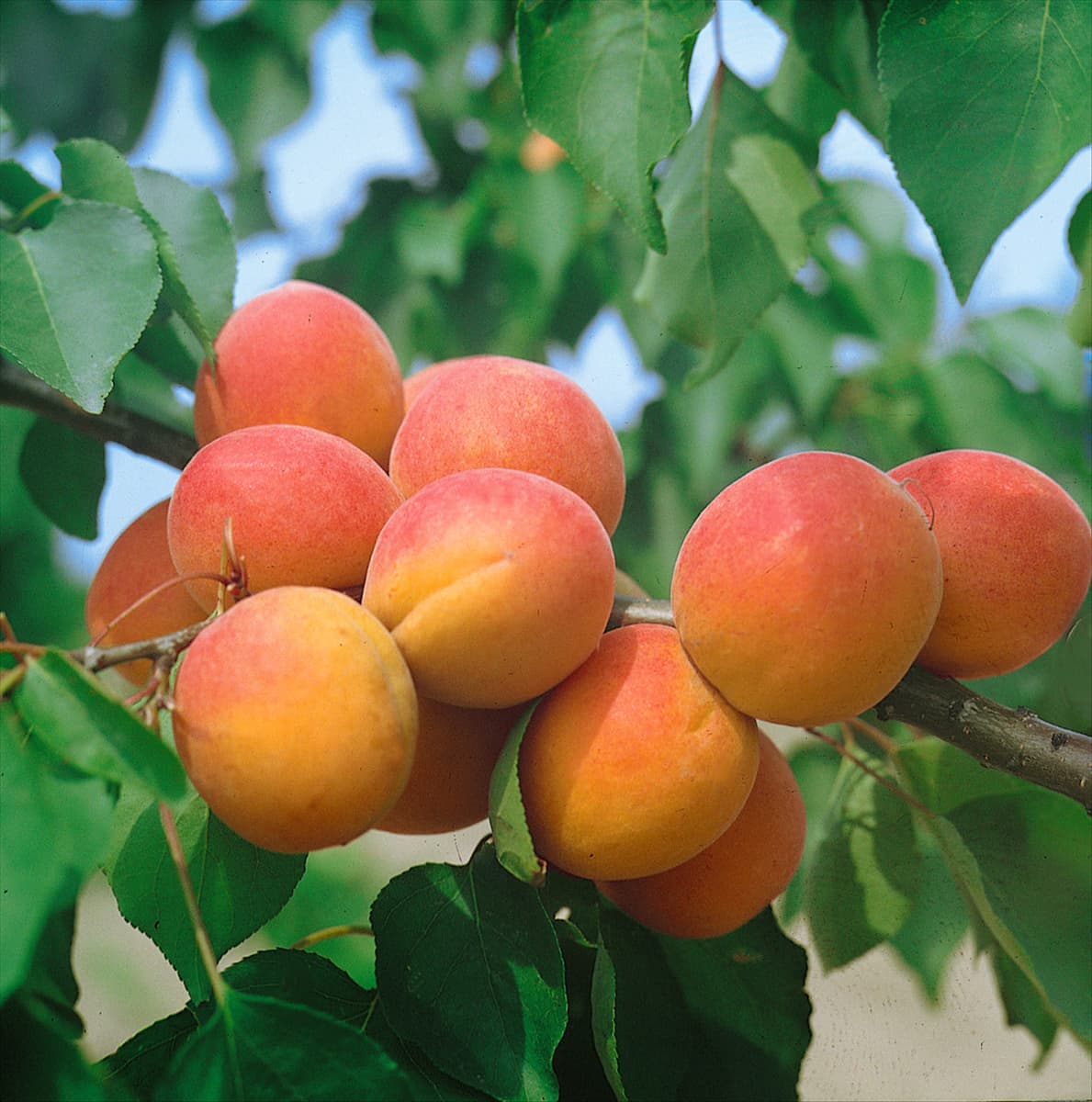 Prunus armeniaca Bergeron