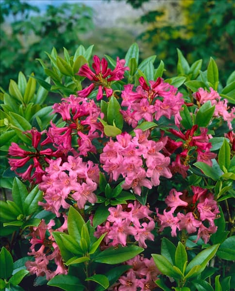 Rhododendron ferrugineum