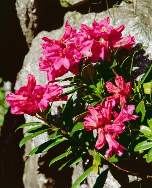 RHODODENDRON FERRUGINEUM
