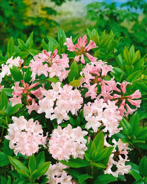 RHODODENDRON FERRUGINEUM