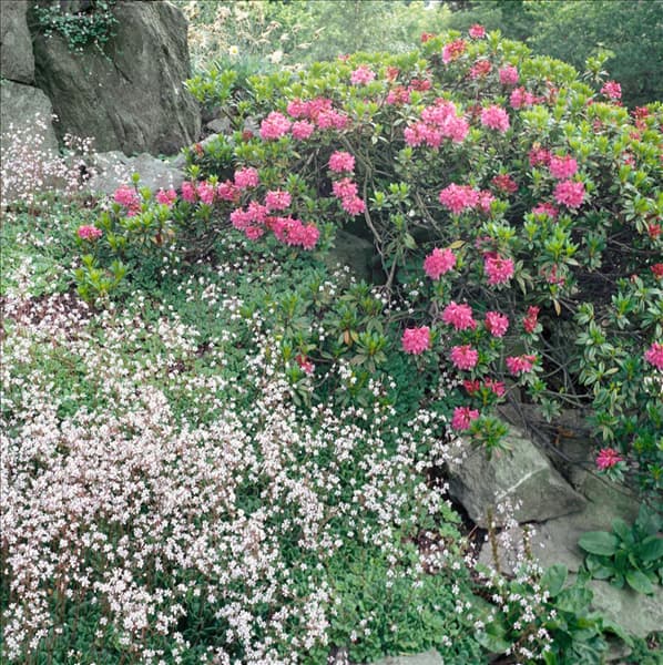 RHODODENDRON FERRUGINEUM