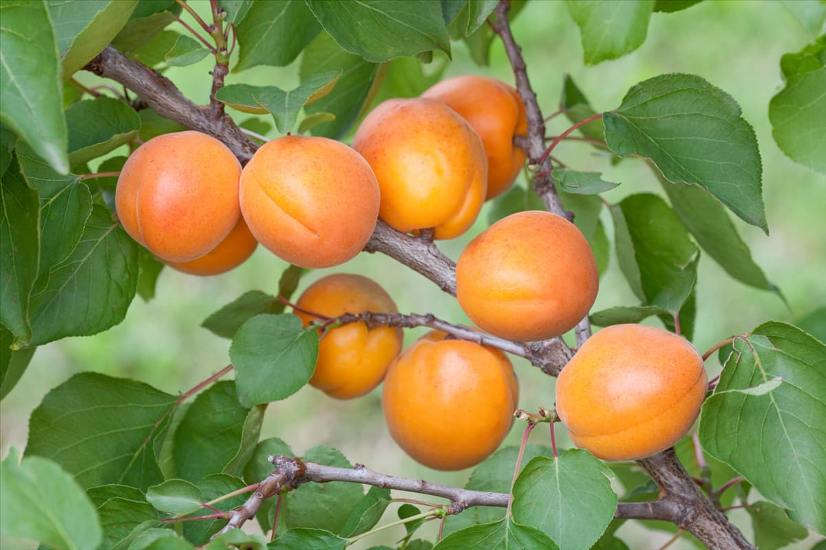 Prunus armeniaca Harlayne