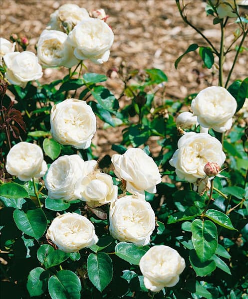Engl. Rose Fair Bianca