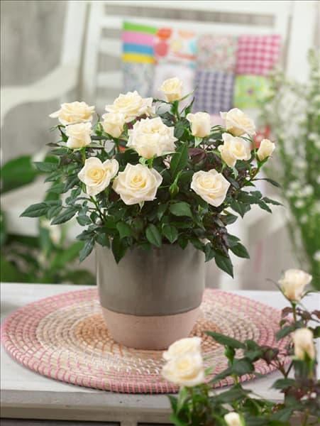 Rosa Freja™ Parade ® Poulpar068(N)