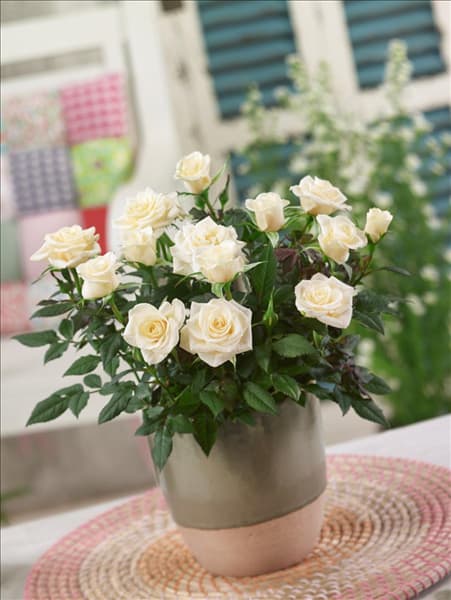 Rosa Freja™ Parade ® Poulpar068(N)