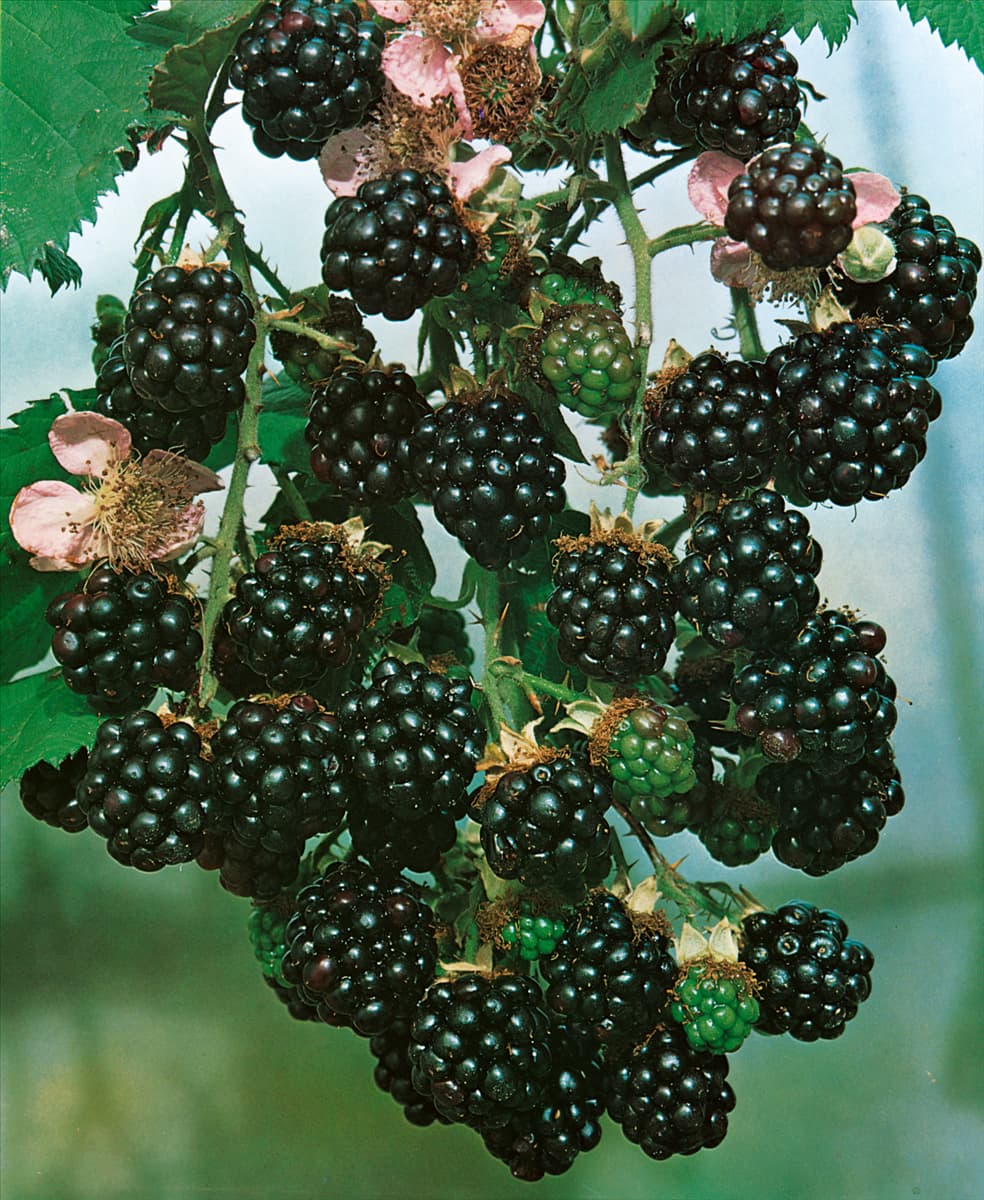 Rubus fruticosus Theodor Reimers