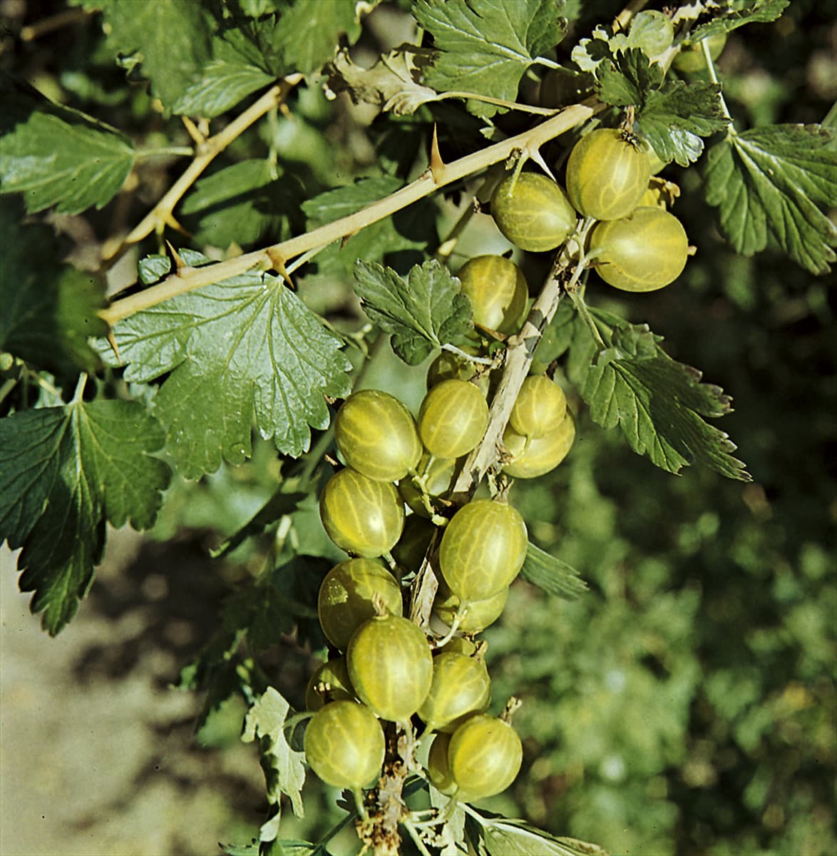 Ribes uva-crispa green
