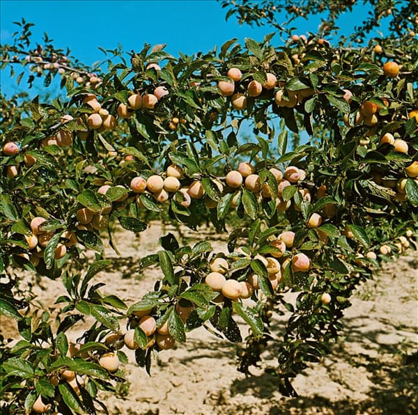 Prunus armeniaca 'Nancy'