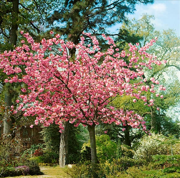 Prunus serrulata