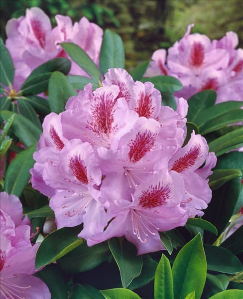 Rhododendron Furnivalls Daughter