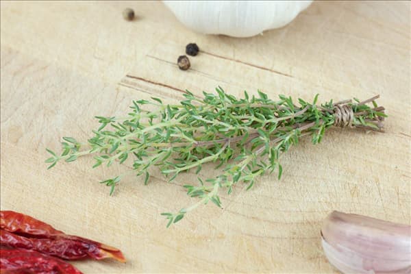 Thymus vulgaris Fragrantissimus