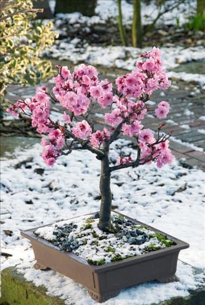 Prunus serrulata