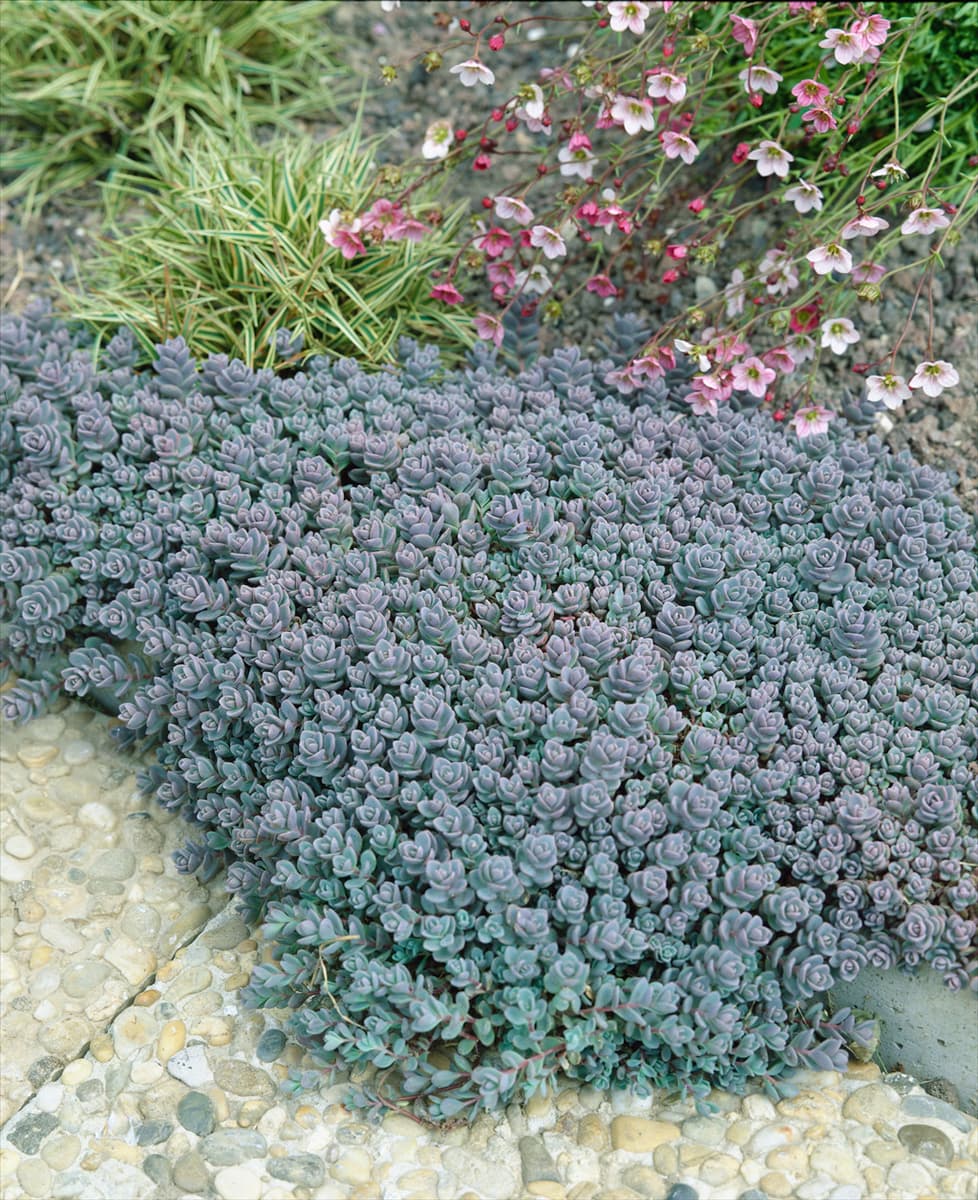 Sedum cyaneum Sachalin