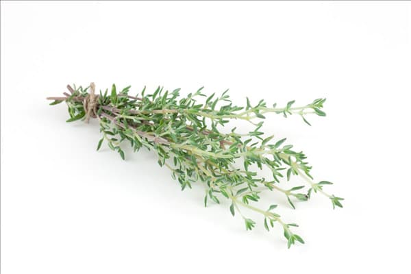 Thymus vulgaris Fragrantissimus
