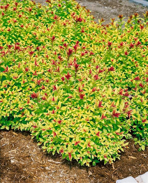 Spiraea japonica Magic Carpet