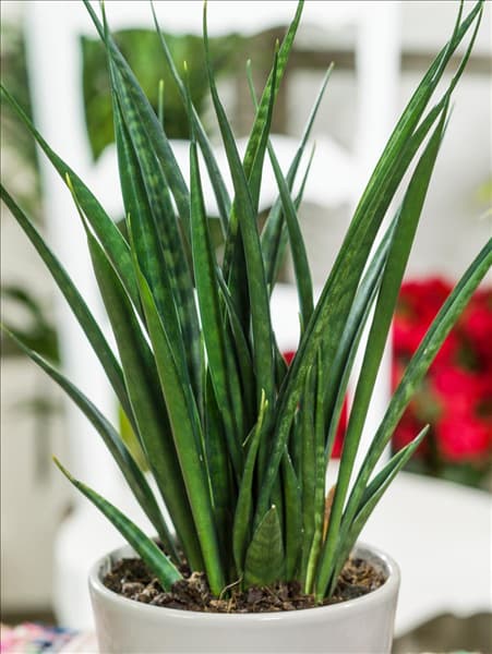 Sansevieria kirkii Friends