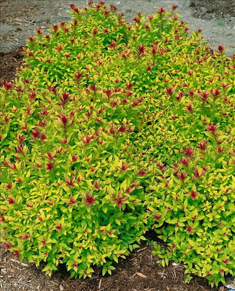 Spiraea japonica Magic Carpet